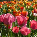 tulipes(1)